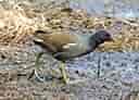 鳥類図鑑・バンの写真 7